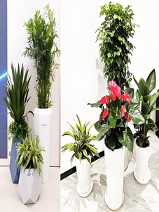 奉化盆景租摆价格究竟贵不贵？速来围观